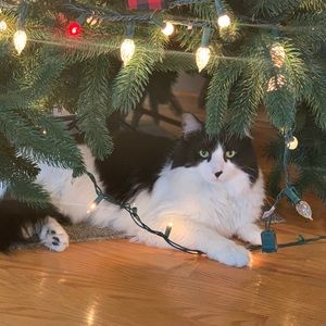 Meet your Posher, Heidi